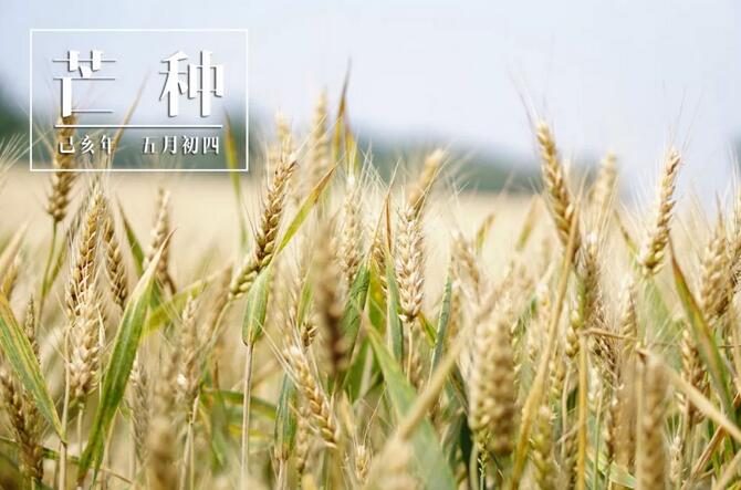 东方易元洗髓功