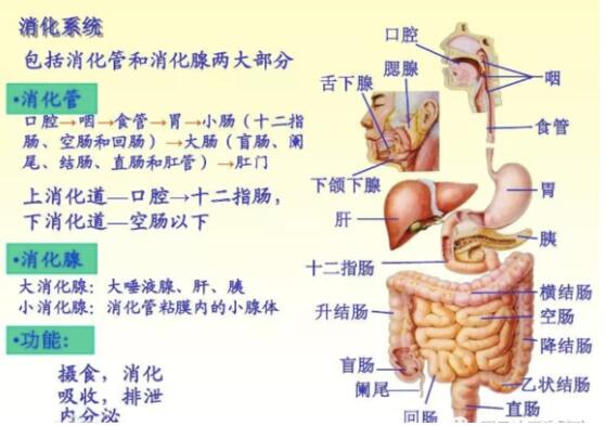 东方易元洗髓功 东方易元洗髓功